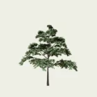 CORNUS CONTREVERSA PAGODA 2-optimized