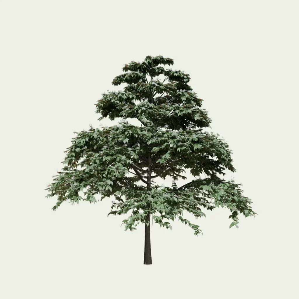 CORNUS CONTREVERSA PAGODA 3-optimized