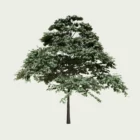 CORNUS CONTREVERSA PAGODA 4-optimized
