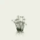 CYPERUS-PAPYRUS-2-ans-papyrus-Lumion-fbx-studio-l4m-plante-vegetation-3d