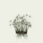 CYPERUS-PAPYRUS-4-ans-papyrus-plante-lumion-fbx-studio-l4m-vegetation-3d