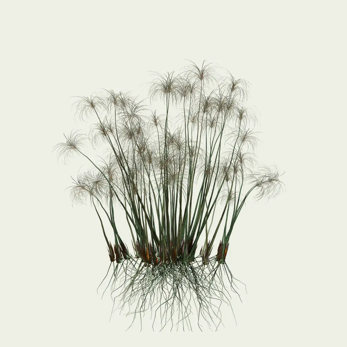 CYPERUS-PAPYRUS-4-ans-papyrus-plante-lumion-fbx-studio-l4m-vegetation-3d
