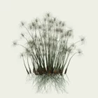 CYPERUS-PAPYRUS-8-ans-papyrus-palnte-lumion-fbx-studio-l4m-vegetation-3d