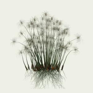 CYPERUS-PAPYRUS-8-ans-papyrus-palnte-lumion-fbx-studio-l4m-vegetation-3d