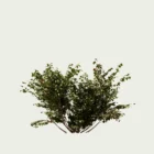 Cornouiller-blanc-panache-cornus-alba-sibirica-variegata-vegetation-3d-arbuste-lumion-fbx-l4m-studio-6ans