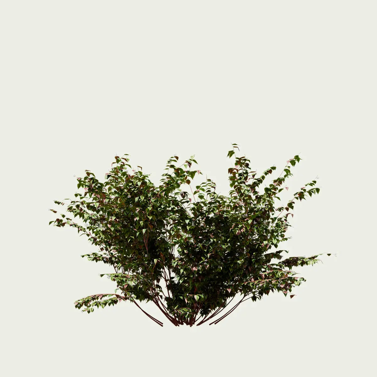Cornouiller-blanc-panache-cornus-alba-sibirica-variegata-vegetation-3d-arbuste-lumion-fbx-l4m-studio-6ans