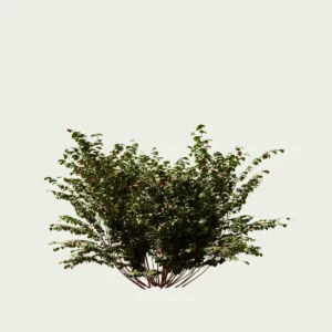 Cornus-alba-sibirica-variegata-cornouiller-blanc-panache-arbuste-caduc-feuillage-panache-vert-vegetation-3d-Lumion-fbx-studio-l4m-8ans