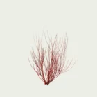 Cornus-alba-sibirica-variegata-cornouiller-blanc-panache-arbuste-caduc-rameaux-rouges-hiver-vegetation-3d-lumion-fbx-studio-l4m-4ans