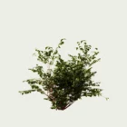 Cornus-alba-sibirica-variegata-cornouiller-blanc-panache-arbuste-caduc-rameaux-rouges-hiver-vegetation-3d-lumion-fbx-studio-l4m-4ans
