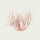 Cornus-sanguinea-cornouiller-sanguin-arbuste-vegetation-3d-lumion-fbx-studio-l4m-rameaux-rouges-en-hiver