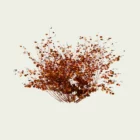 Cornus-sanguinea-cornouiller-sanguin-l4m-studio-lumion-fbx-arbuste-vegetation-3d-automne