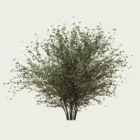 Corylus-avellana-arbuste-fruitier-noisetier-vegetation-3d-Lumion-fbx-studio-l4m-hiver-saison-12ans