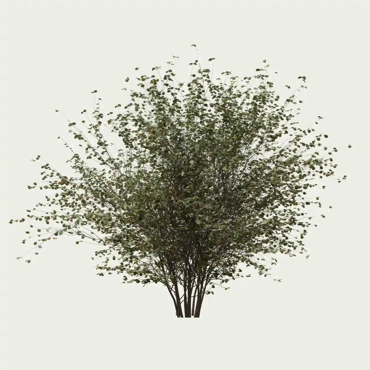 Corylus-avellana-arbuste-fruitier-noisetier-vegetation-3d-Lumion-fbx-studio-l4m-hiver-saison-12ans