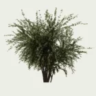 Corylus-avellana-noisetier-arbuste-fruitier-noisettes-vegetation-3d-fbx-lumion-l4m-studio-25-ans