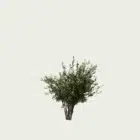 Corylus-avellana-noisetier-arbuste-fruitier-vegetation-3d-fbx-lumion-studio-l4m-8ans