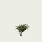 Corylus-avellana-noisetier-studio-l4m-vegetation-3d-noisettes-fbx-Lumion-6ans