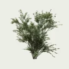 EUNONYMUS-EUROPANUS-SAISON-printemps-fusain-europe-vegetation-3d-Lumion-fbx-studio-l4m