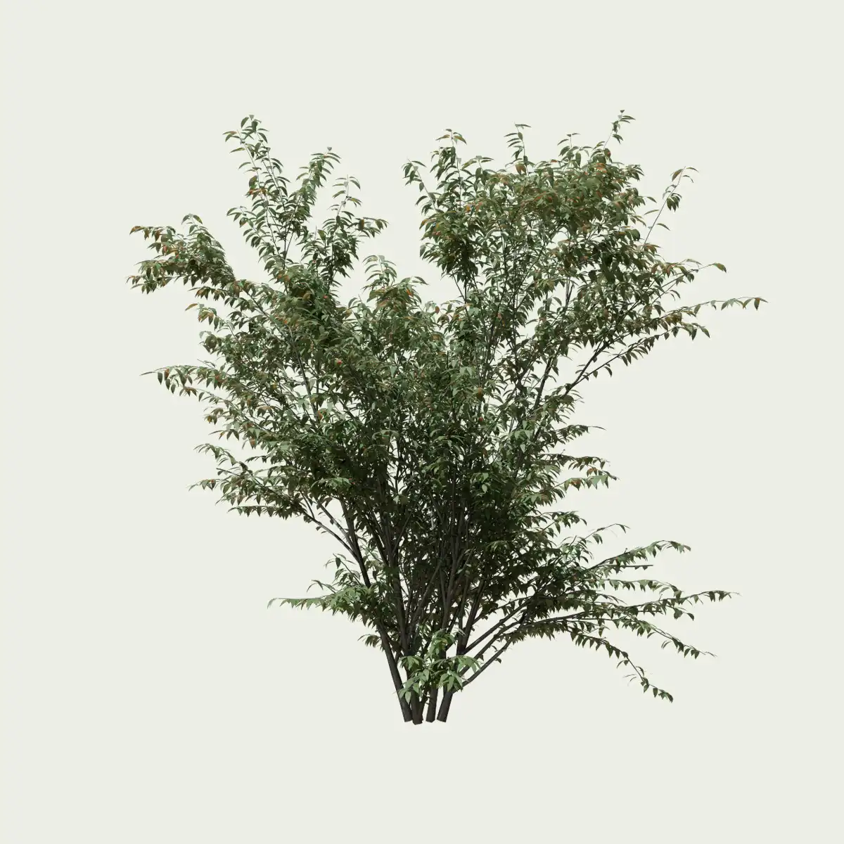 EUNONYMUS-EUROPANUS-SAISON-printemps-fusain-europe-vegetation-3d-Lumion-fbx-studio-l4m