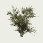 EUNONYMUS-EUROPANUS-SAISONS-ete-fusain-europe-vegetation-3d-Lumion-fbx-studio-l4m