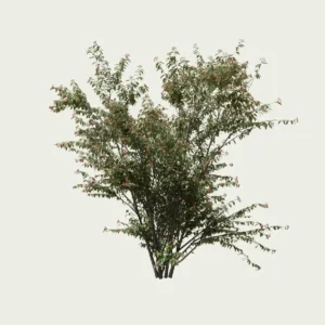 EUNONYMUS-EUROPANUS-SAISONS-ete-fusain-europe-vegetation-3d-Lumion-fbx-studio-l4m