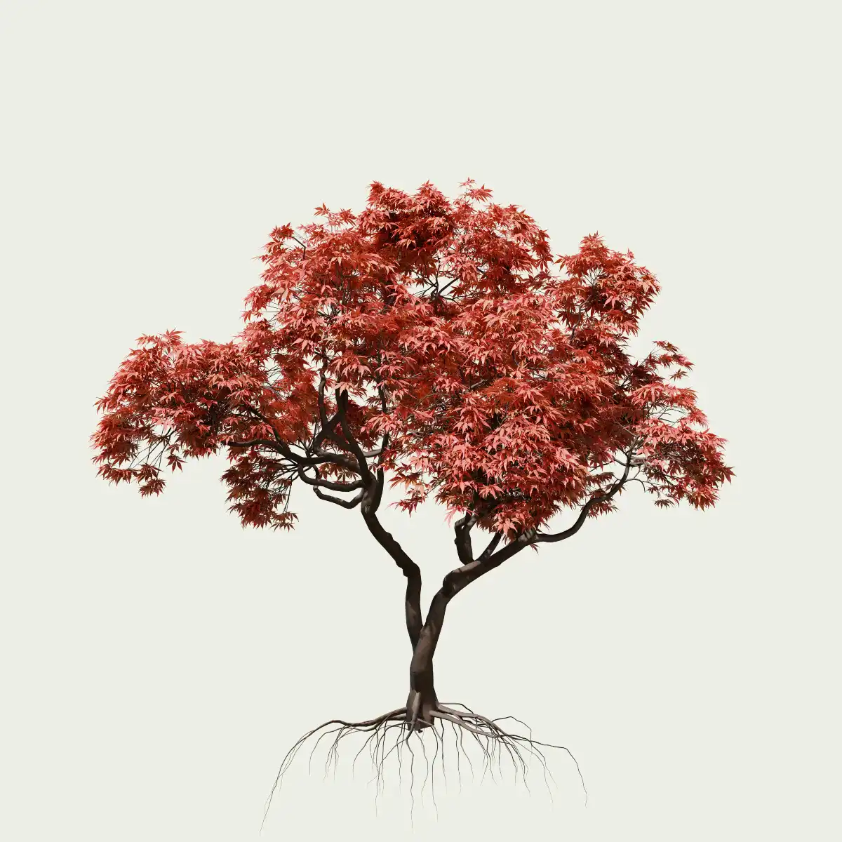 Erable-du-japon-acer-palmatum-arbre-rouge-modele-3d-vegetaux-studio-l4m-lumion-fbx-18-ans