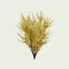 Forsythia-intermedia-Lumion-fbx-Studio-l4m-vegetation-modele-3d-amenagement-paysager-arbuste-5ans