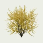Forsythia-intermedia-Lumion-fbx-Studio-l4m-vegetation-modele-3d-amenagement-paysager-arbuste-8ans