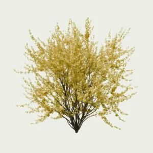 Forsythia-intermedia-Lumion-fbx-Studio-l4m-vegetation-modele-3d-amenagement-paysager-arbuste-8ans