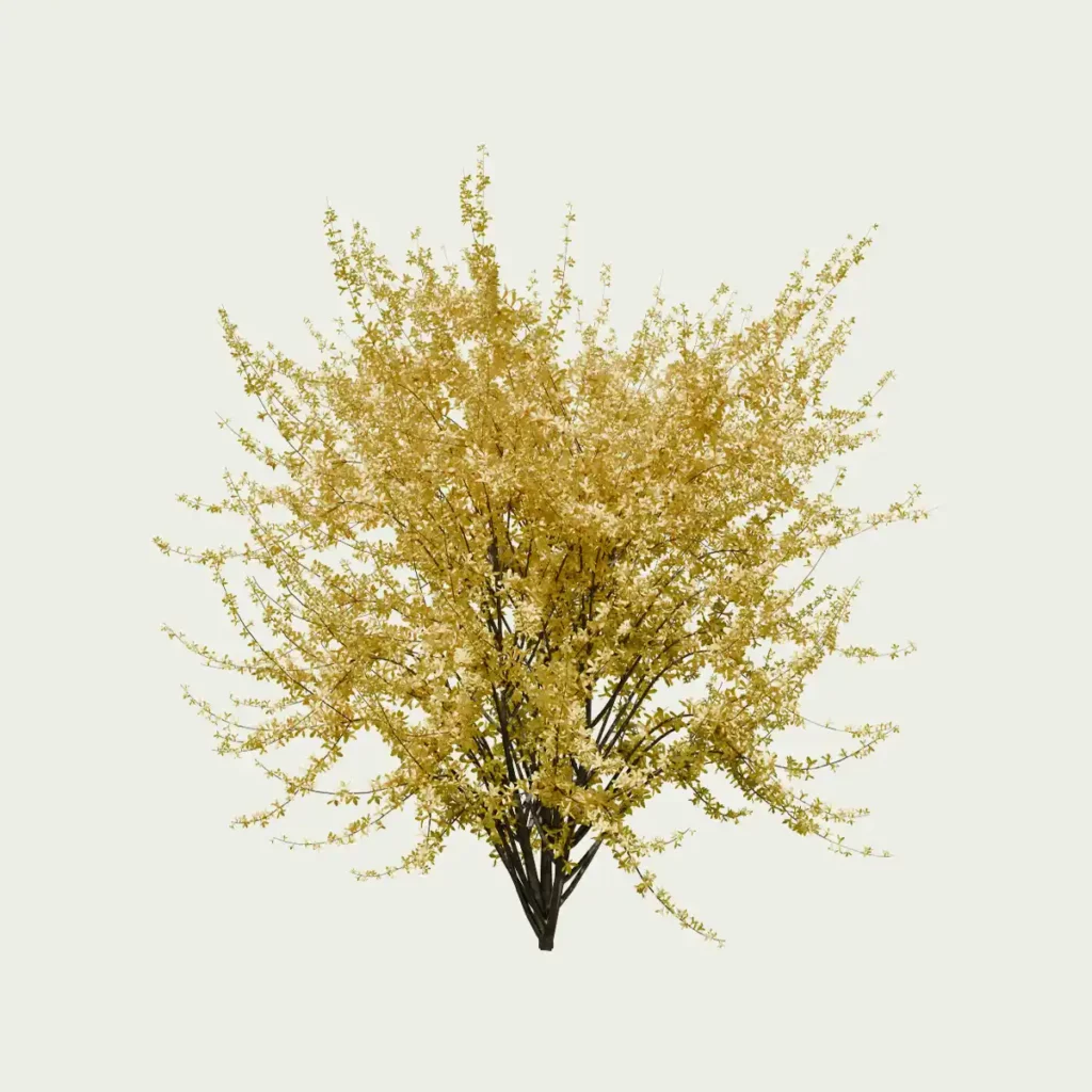 Forsythia-intermedia-arbuste-caduc-jaune-Lumion-fbx-studio-l4m-vegetation-3d-arbuste-6ans