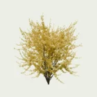 Forsythia-intermedia-arbuste-caduc-jaune-Lumion-fbx-studio-l4m-vegetation-3d-arbuste-6ans