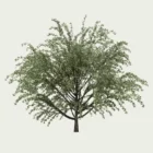 Ligustrum-vulgare-arbuste-troene-commun-vegetation-3d-Lumion-fbx-studio-l4m-14ans