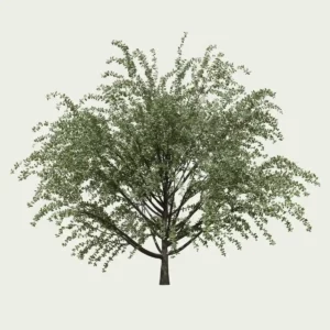 Ligustrum-vulgare-arbuste-troene-commun-vegetation-3d-Lumion-fbx-studio-l4m-14ans