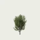 Ligustrum-vulgare-troene-commun-arbuste-semi-perssistant-feuillage-dense-Lumion-fbx-vegetation-3d-studio-l4m-9ans