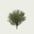 Ligustrum-vulgare-troene-commun-arbuste-vegetation-3d-Lumion-fbx-vegetation-3d-studio-l4m-11ans