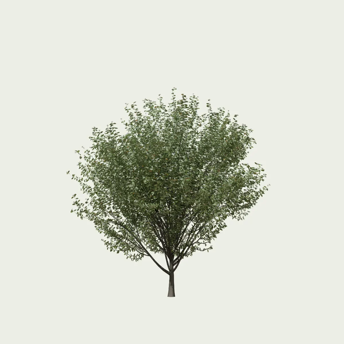 Ligustrum-vulgare-troene-commun-arbuste-vegetation-3d-Lumion-fbx-vegetation-3d-studio-l4m-11ans
