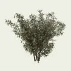 NERIUM OLEANDER-12-ans-laurier-rose-Lumion-studio-l4m-vegetaux-3d-arbuste