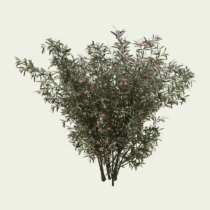 NERIUM OLEANDER-12-ans-laurier-rose-Lumion-studio-l4m-vegetaux-3d-arbuste