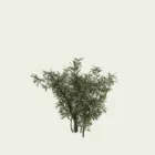 NERIUM-OLEANDER-3-ans-Laurier-rose-Lumion-fbx-studio-l4m-vegetaux-3d-arbuste