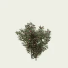 NERIUM-OLEANDER-5-ans-laurier-rose-studio-l4m-vegetaux-3d-fbx-arbuste