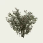NERIUM OLEANDER-8-ans-laurier-rose-arbuste-lumion-fbx-studio-l4m-vegetaux-3d