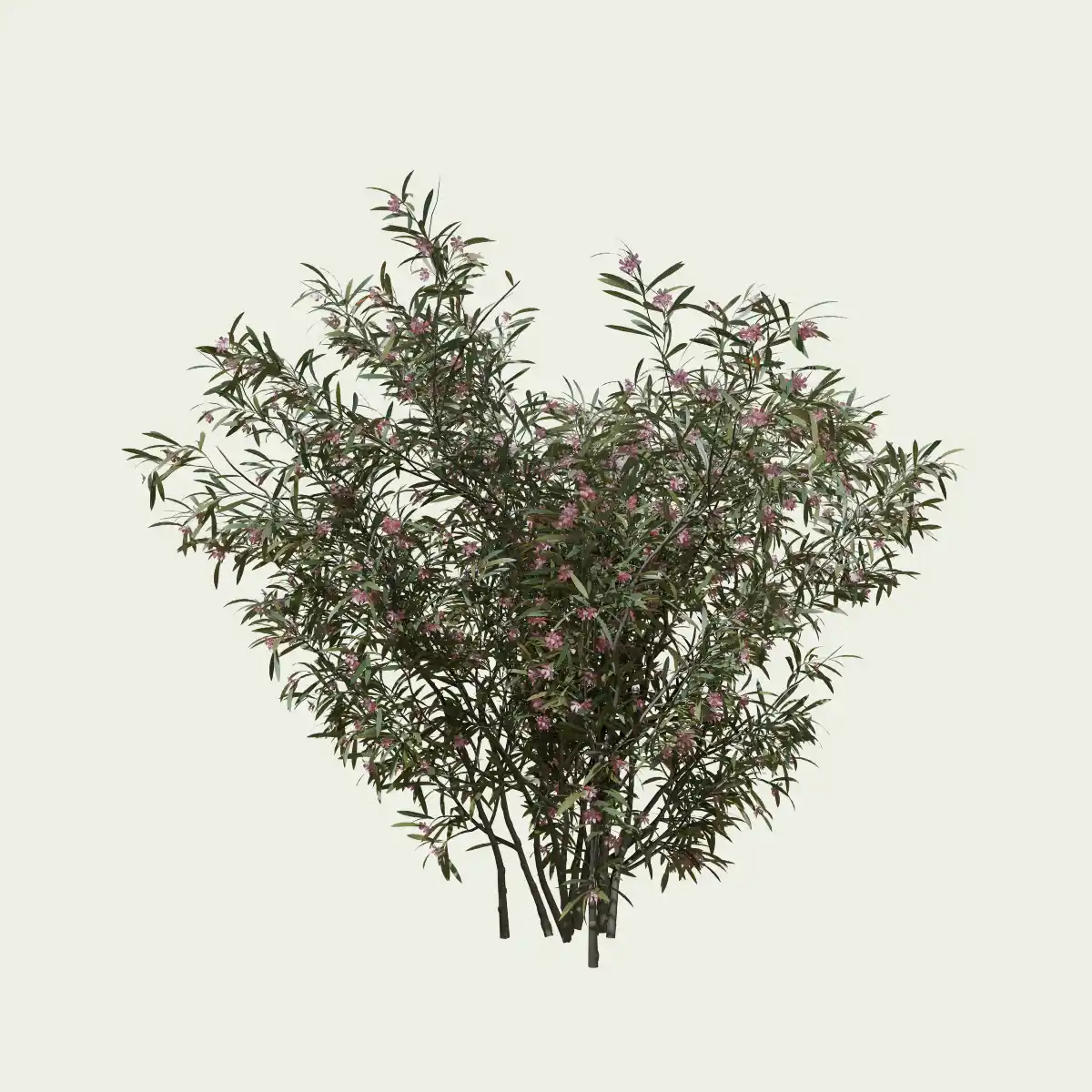 NERIUM OLEANDER-8-ans-laurier-rose-arbuste-lumion-fbx-studio-l4m-vegetaux-3d
