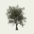 OLEA EUROPAEA-110-ans-olivier-vegetation-3d-Lumion-fbx-studio-l4m-vegetation-3d