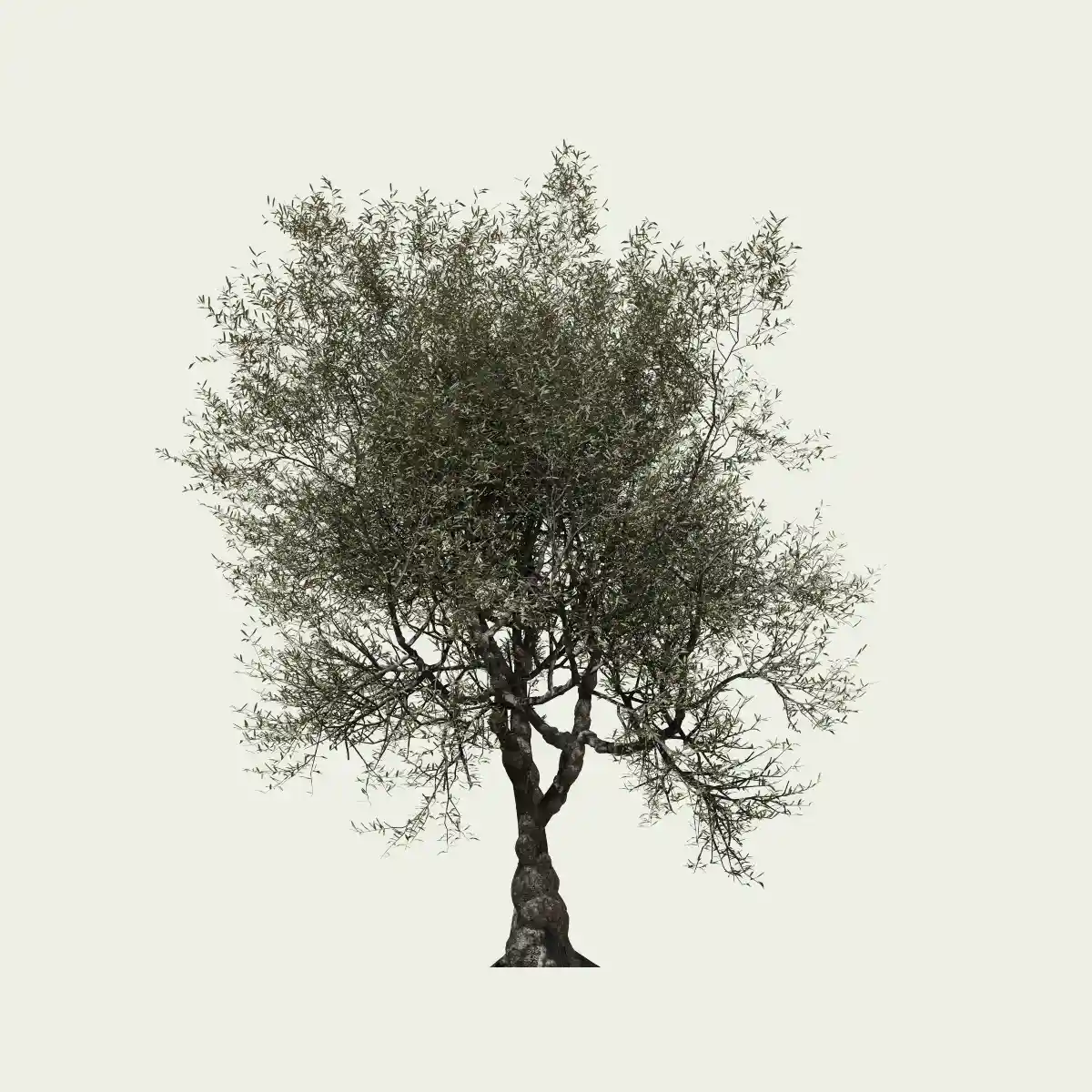 OLEA EUROPAEA-110-ans-olivier-vegetation-3d-Lumion-fbx-studio-l4m-vegetation-3d