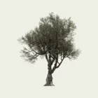 OLEA EUROPAEA-130-ans-olivier-vegetation-3d-Lumion-fbx-studio-l4m-vegetation-3d