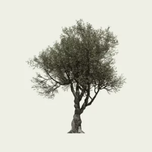 OLEA EUROPAEA-130-ans-olivier-vegetation-3d-Lumion-fbx-studio-l4m-vegetation-3d