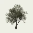 OLEA EUROPAEA-70-ans-olivier-vegetation-3d-Lumion-fbx-studio-l4m-vegetation-3d
