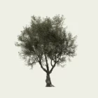 OLEA EUROPAEA-90-ans-olivier-vegetation-3d-Lumion-fbx-studio-l4m-vegetation-3d