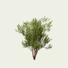 PRUNUS-SERRULA-jaro-12-ans-cerisier-du-tibet-arbre-Lumion-fbx-studio-l4m-vegetaux-3d