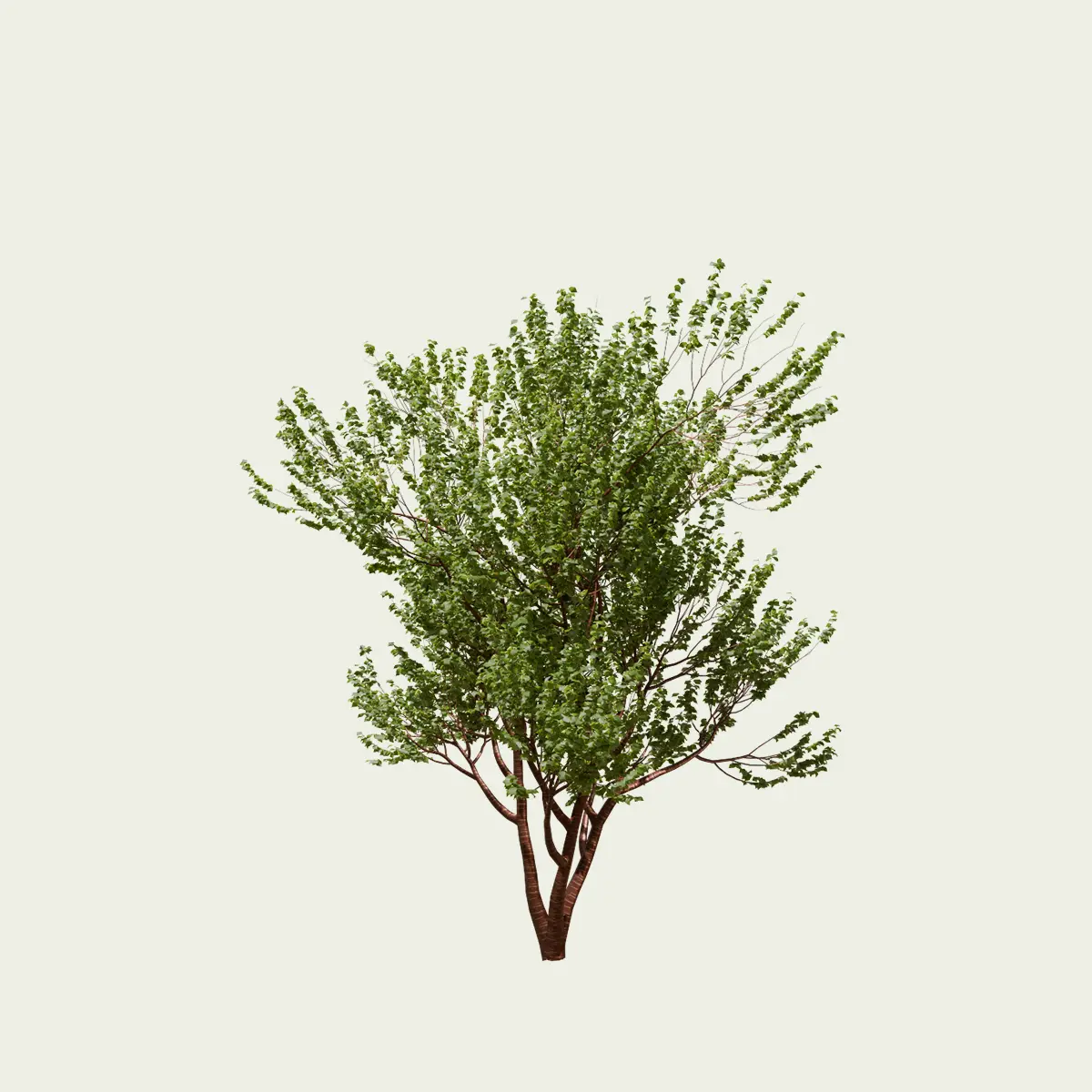 PRUNUS-SERRULA-jaro-12-ans-cerisier-du-tibet-arbre-Lumion-fbx-studio-l4m-vegetaux-3d