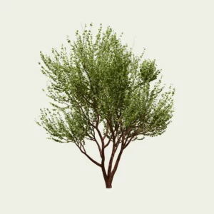 PRUNUS-SERRULA-jaro-18-ans-cerisier-du-tibet-arbre-Lumion-fbx-studio-l4m-vegetaux-3d